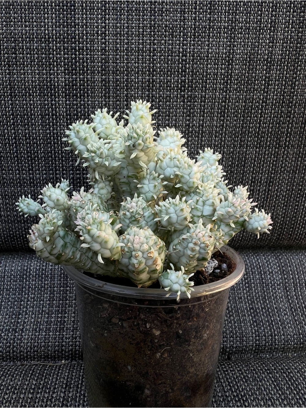 Euphorbia mammilaria variegata Live Corn on A Cob Cluster Succulent